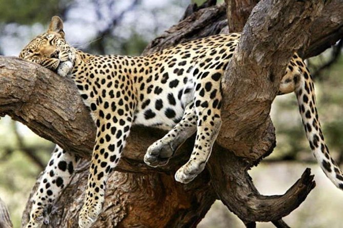 4 Day Lake Mburo Wildlife, Boat, and Cultural Safari - Booking Information