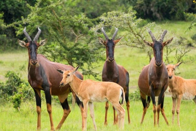 4 Day Lake Mburo Wildlife, Boat, and Cultural Safari - Important Reminders