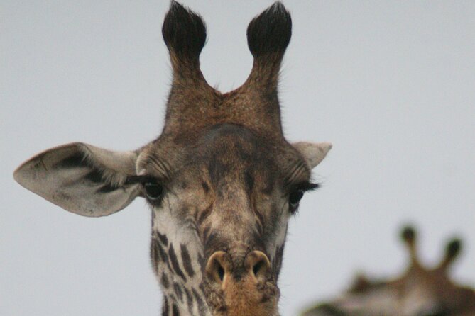 4-Day Lake Nakuru & Maasai Mara Safari - Cultural Village Tour