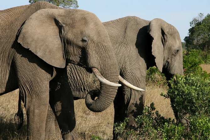 4-Day Lake Nakuru & Maasai Mara Safari - Meal Plan Information