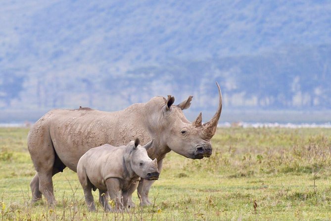4-Day Lake Nakuru & Maasai Mara Safari - Cancellation and Refund Policy