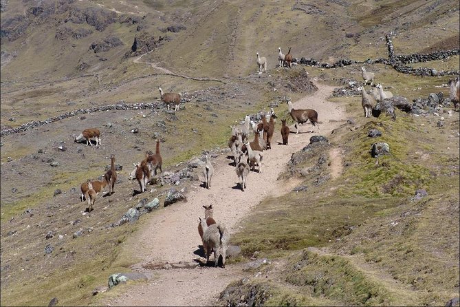 4 Day - Lares Trek to Machu Picchu - Group Service - Additional Information and Questions