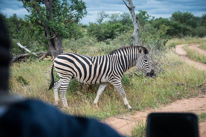 4 Day Lodge and Treehouse Kruger National Park Safari - Pricing Details