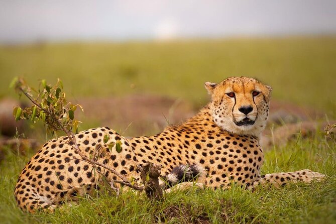 4-Day Majestic Group Tour in Safari - Inclusions and Exclusions