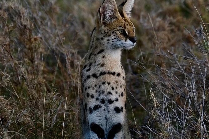 4-Day Majestic Group Tour in Safari - Meeting and Pickup Instructions