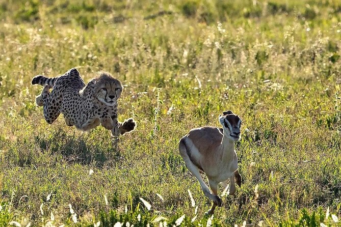 4-Day Majestic Group Tour in Safari - Customer Reviews