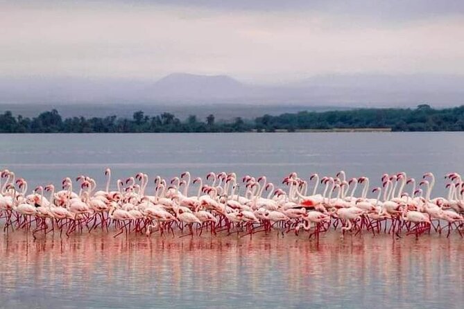 4-Day Majestic Group Tour in Safari - The Sum Up