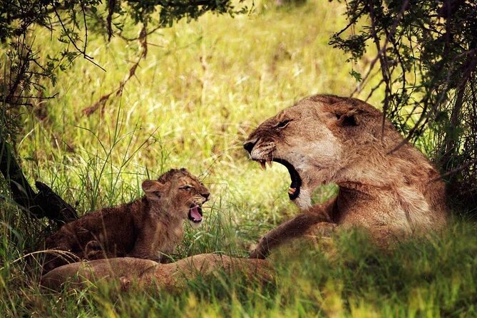 4-Day Manyara Serengeti and Ngorongoro Wonders Budget Safari Tour - Itinerary Highlights