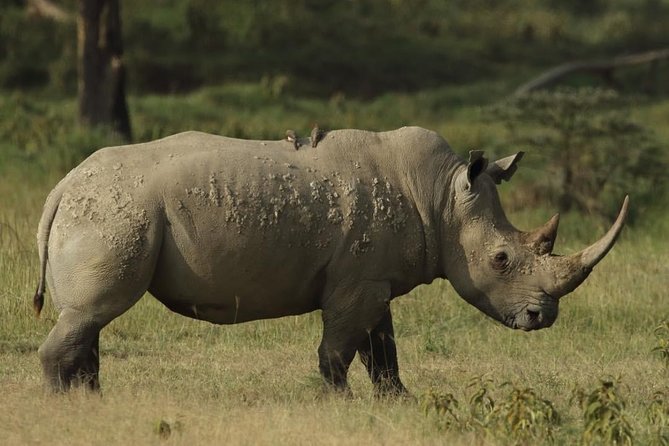 4-Day Masai Mara and Lake Nakuru Safari From Nairobi. - Safari Highlights