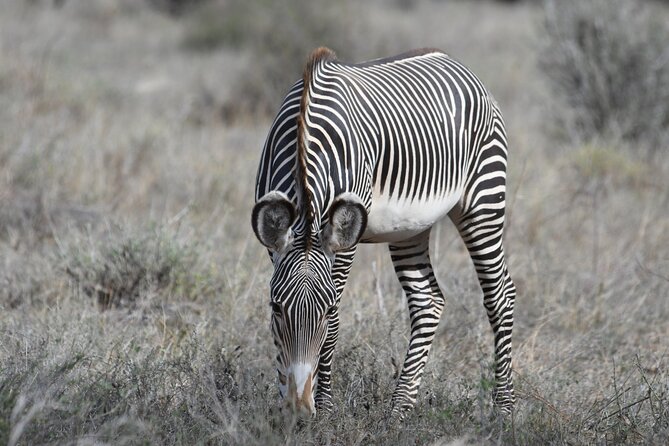 4-Day Masai Mara and Lake Nakuru Safari From Nairobi. - Wildlife Encounters