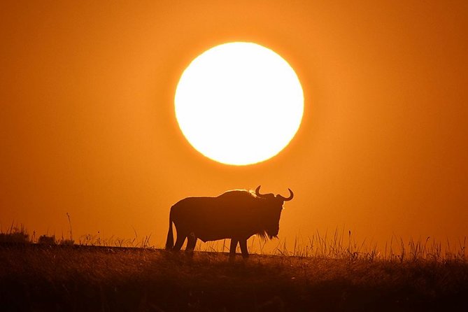 4-Day Masai Mara and Lake Nakuru Safari Tour From Nairobi - Pickup Details