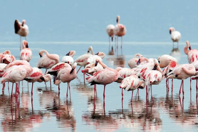 4-Day Masai Mara and Lake Nakuru Safari Tour From Nairobi - Cancellation Policy