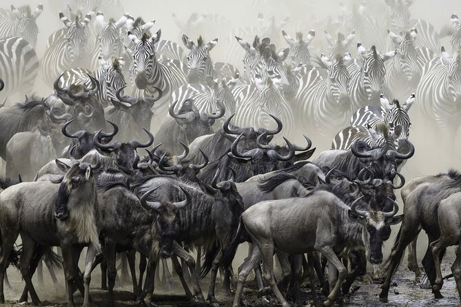 4-Day Masai Mara and Lake Nakuru Safari Tour From Nairobi - Pricing Details