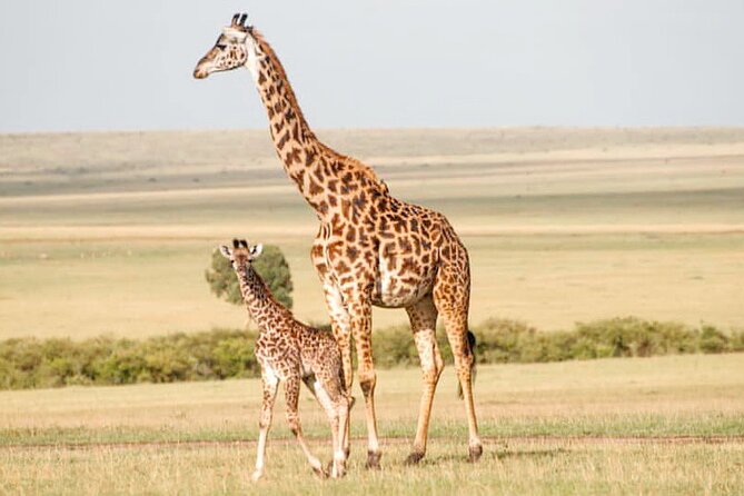 4-Day Masai Mara and Lake Nakuru Safari Tour From Nairobi - Travel Tips