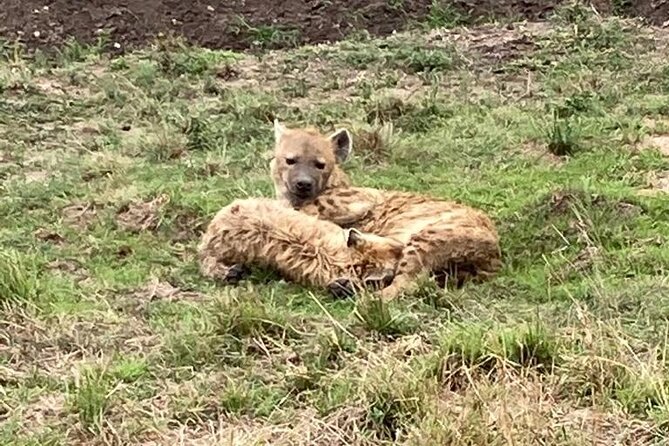 4-Day Masai Mara - Luxury Private Safari (Jeep) - Cultural Immersion Opportunities