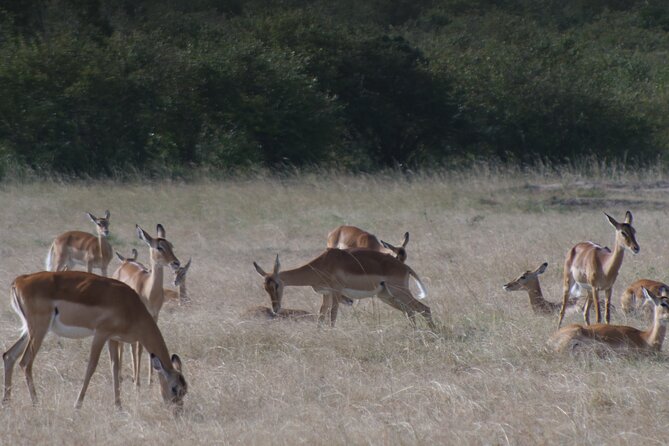 4-Day Masai Mara - Luxury Private Safari (Jeep) - Flexible Booking and Cancellation Policy