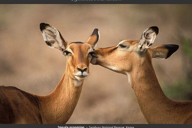 4-Day Masai Mara - Luxury Private Safari (Jeep) - Frequently Asked Questions