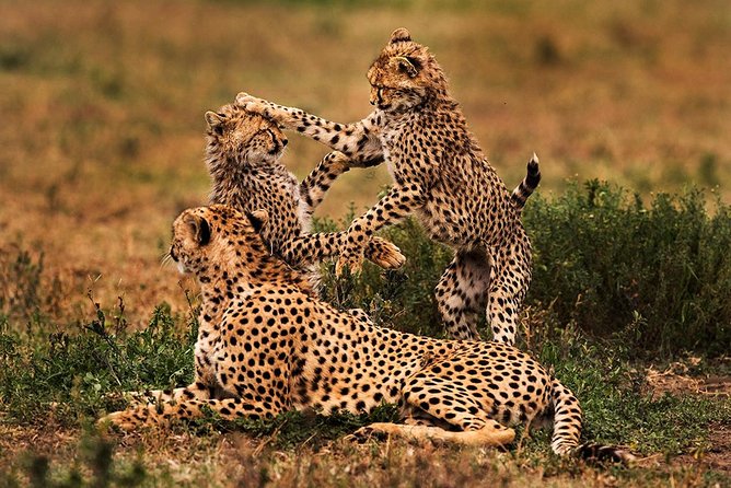 4 Day Mid-range Serengeti Safari - Safari Itinerary Overview