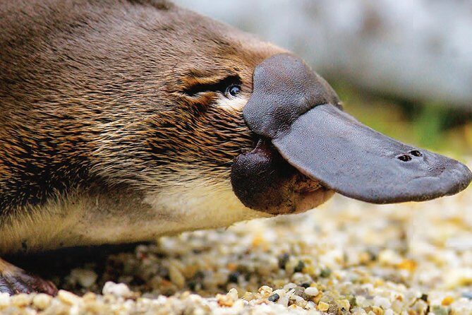 4 Day Mornington Peninsula Treks - Day 3: Bushrangers Bay and the Two Bays Walking Track
