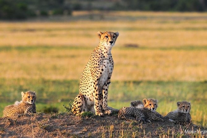 4-Day Nairobi & Maasai Mara Safari - Cultural Experience