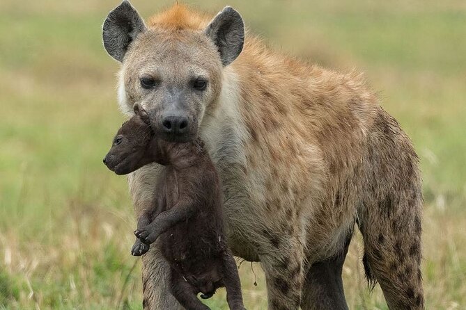 4-Day Northern Tanzania Camping Tour Safari - Pickup and Logistics Information