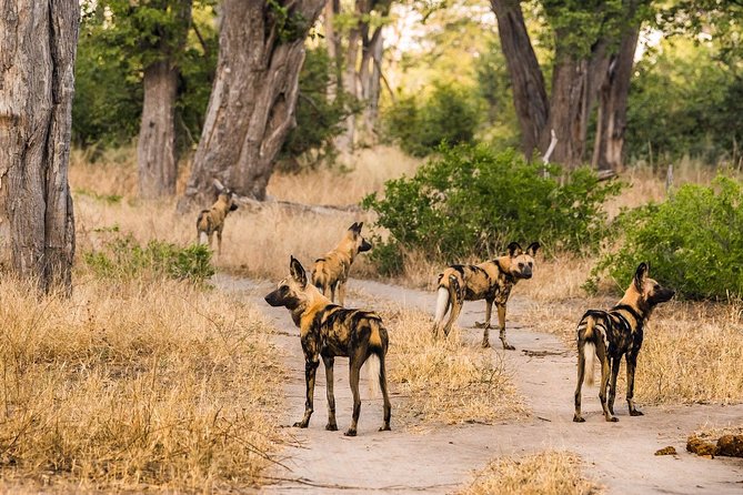 4-Day Okavango Delta & Boteti River Tented Safari - Good To Know