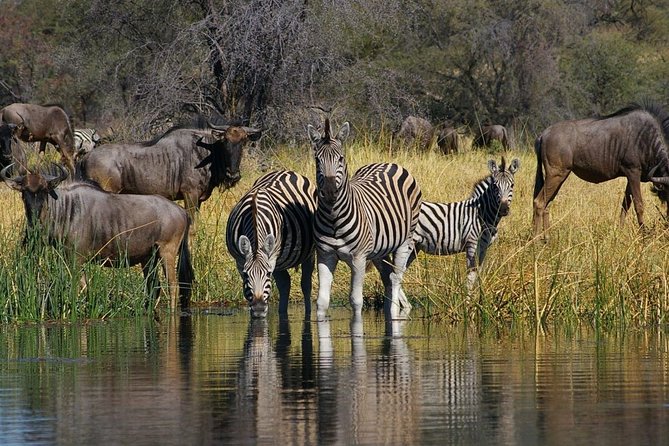 4-Day Okavango Delta & Boteti River Tented Safari - Accommodation Options