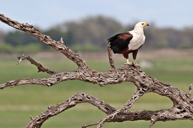 4-Day Okavango Delta & Boteti River Tented Safari - Inclusions and Activities