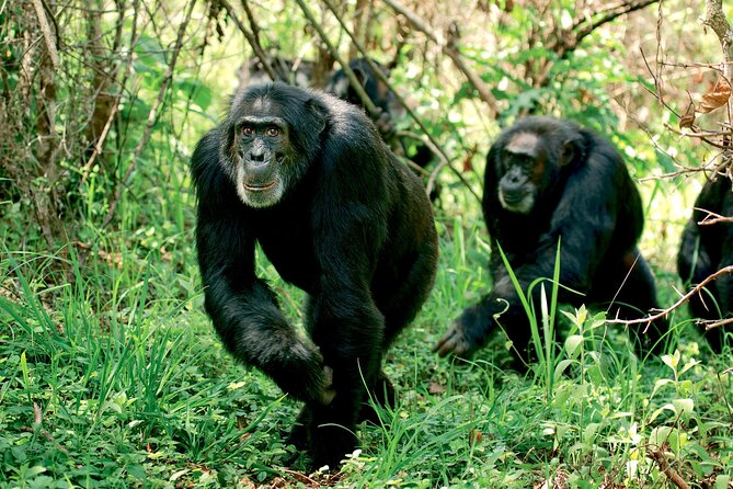 4-Day Ol Pejeta, Aberdare,& Solio Ranch Safari on 4x4 Jeep - Booking Information and Pricing