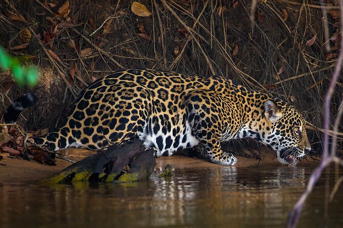 4-Day Pantanal Tour With Accommodation - Departing From Cuiaba - Tour Overview