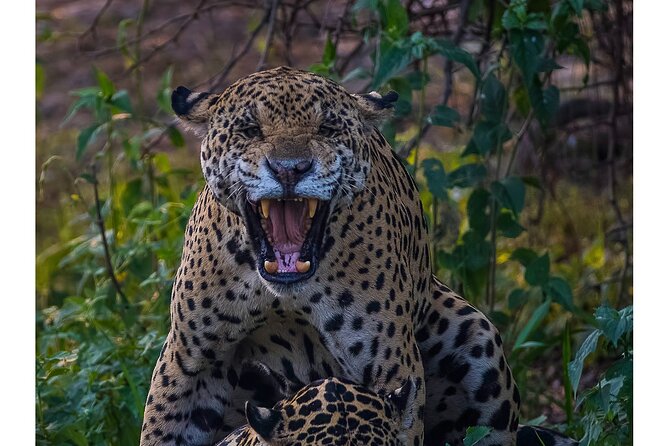 4-Day Pantanal Tour With Accommodation - Departing From Cuiaba - Itinerary Details