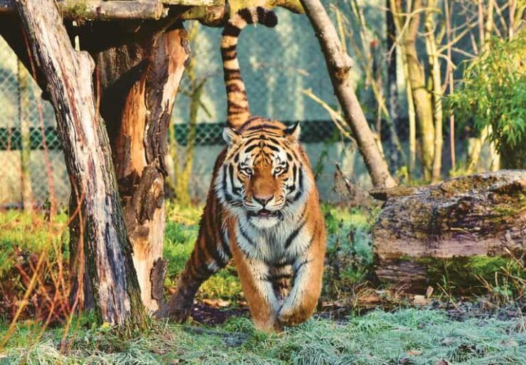 4-Day Private Chitwan National Park Safari Tour From Pokhara - Key Points