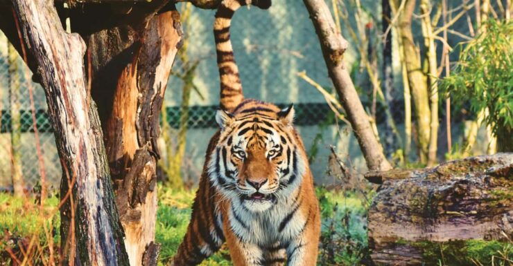 4-Day Private Chitwan National Park Safari Tour From Pokhara - Detailed Itinerary Breakdown