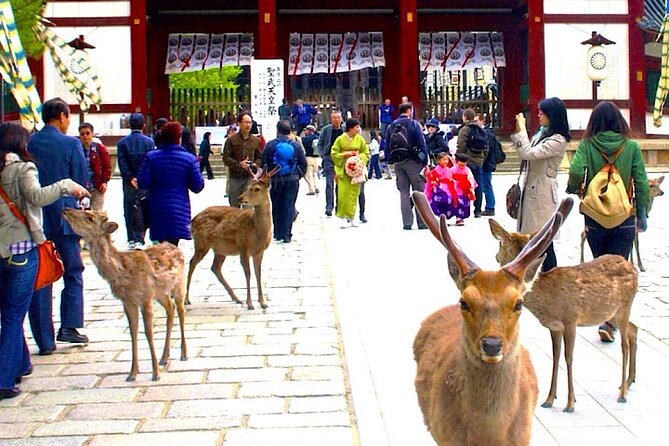 4-Day Private Kyoto Osaka Nara Sightseeing Tour With Guide - Accommodation Arrangements