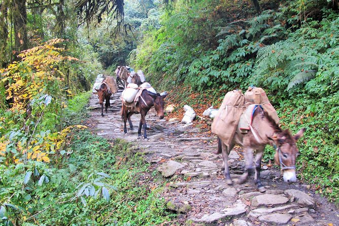 4-Day Private Poon Hill Trekking Tour - Questions and Pricing