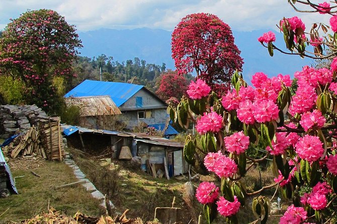 4-Day Private Poon Hill Trekking Tour - Common Questions