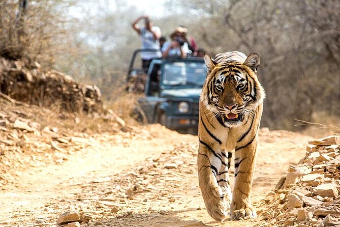 4-Day Private Ranthambhore Tiger Tour Including Delhi, Agra and Jaipur - Tour Highlights