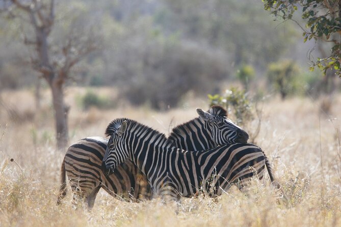 4 Day Private Tour in Tanzania Deluxe Safari - Good To Know
