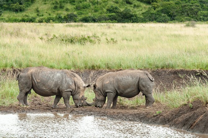 4 Day Private Tour in Tanzania Deluxe Safari - Safari Activities