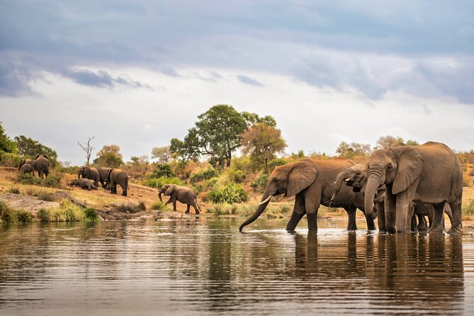 4 Day Private Tour in Tanzania Deluxe Safari - Wildlife Encounters