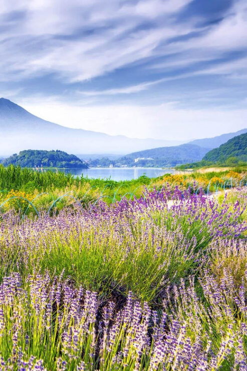 4-Day Private Tour MT Fuji, Kamakura, Hakone, Nikko - Good To Know