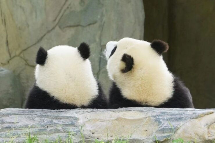 4-Day Private Tour to Chengdu, Leshan and Mount Emei - Booking Information