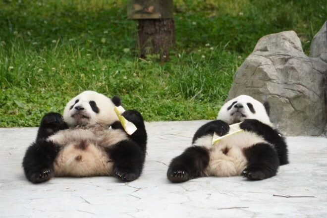4-Day Private Tour to Chengdu, Leshan and Mount Emei - Important Information