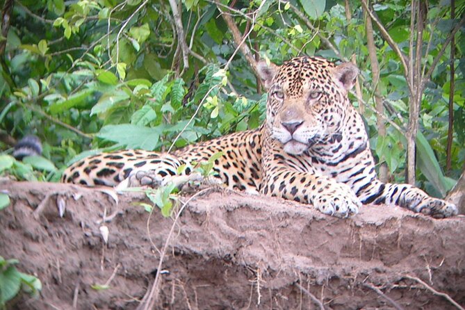 4-Day Private Tour to Manu National Park From Cusco - Wildlife Spotting Opportunities