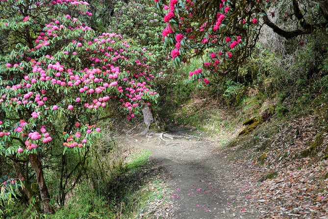 4-Day Private Trekking Experience To Poon Hill and Ghandruk - Directions to Ghandruk