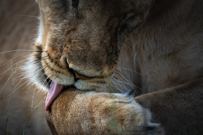 4 Day Private Wilderness Safari in Arusha - Safari Highlights