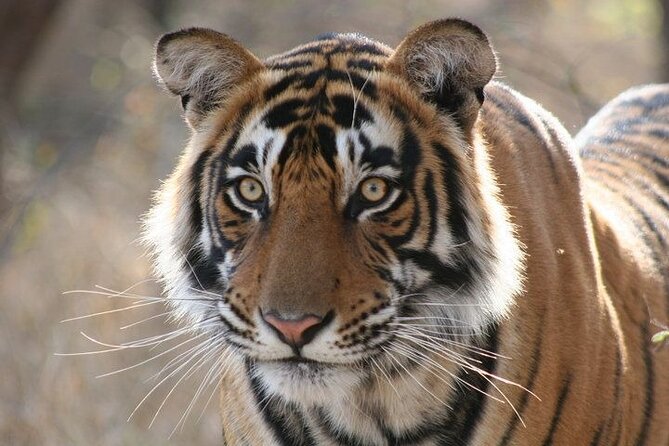 4-Day Ranthambore Tiger Tour From Delhi, Jaipur, Agra With 5 Star Hotel - Frequently Asked Questions