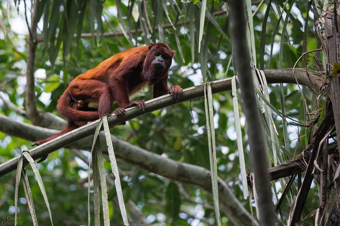 4 Day Refugio Amazonas - Classic Program - Group Service - Traveler Reviews