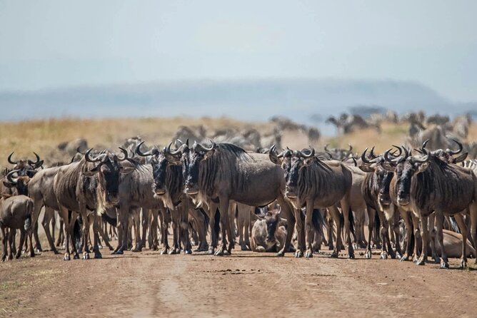 4-Day Safari Adventure in Tanzania - Wildlife Encounters