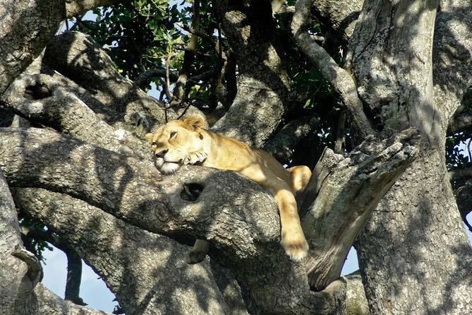 4-Day Safari Adventure in Tanzania - Safari Tips
